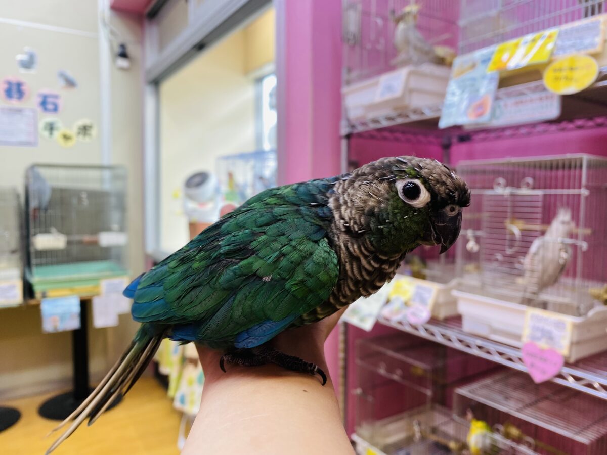 ホオミドリウロコインコ