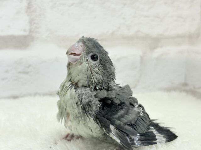 サザナミインコ