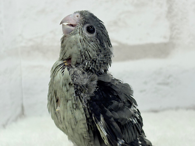 【最新画像更新🪄】わったわた︎︎☁もっこもこ🫧サザナミインコ(モーブ) ヒナ