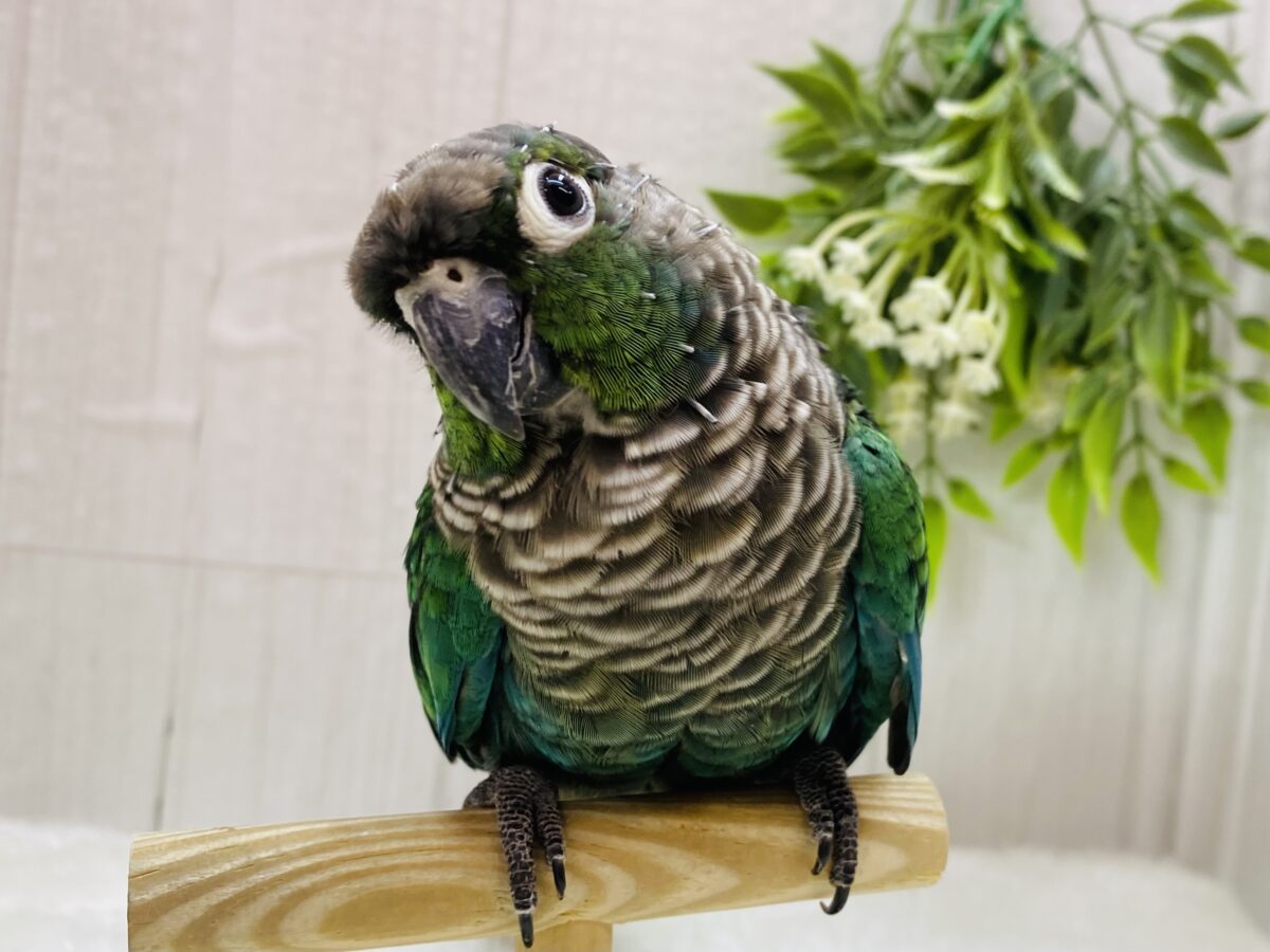 最新画像⭐️ヒナ餌卒業❣️ドヤ顔の得意なウロコインコ（ブルー）💙