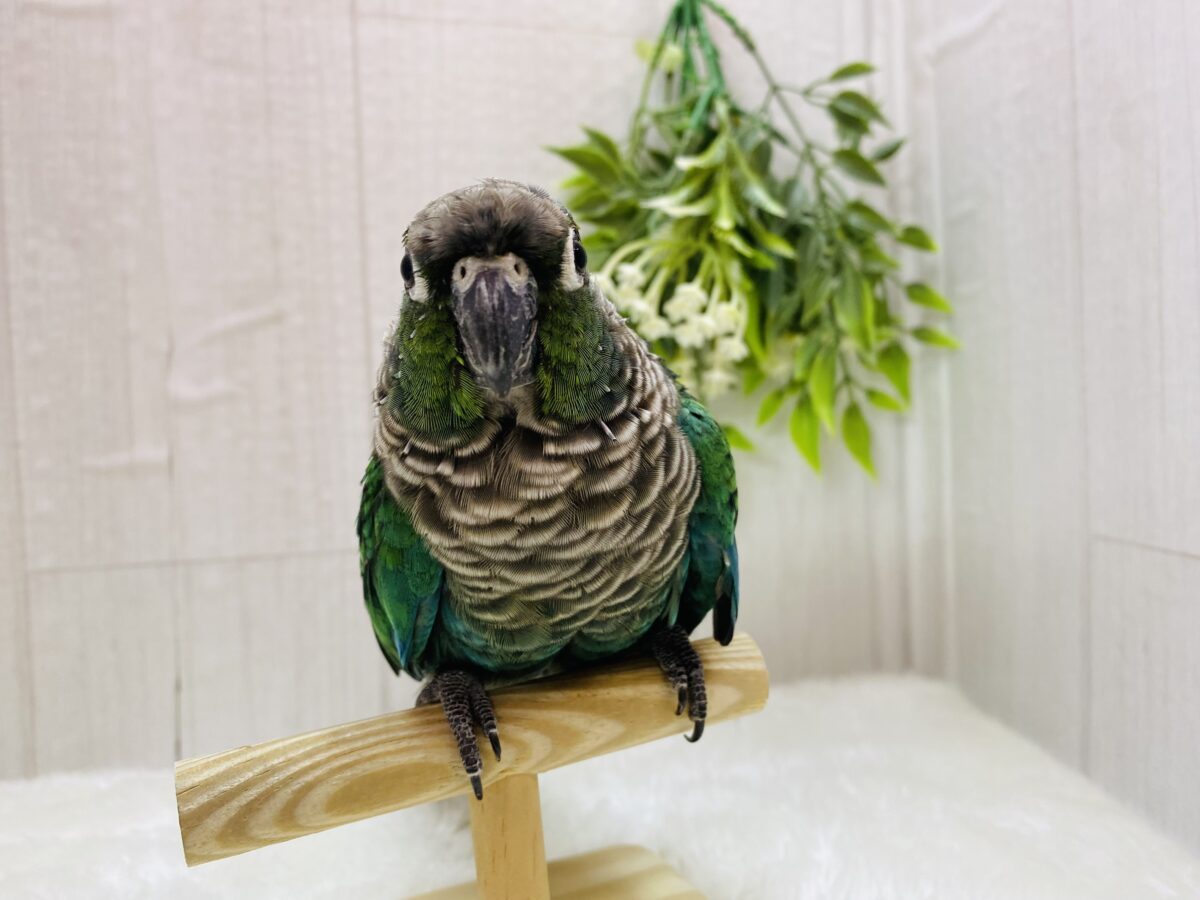 ホオミドリウロコインコ