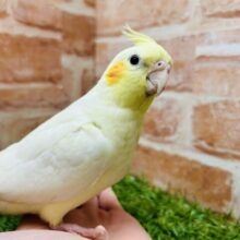 オカメインコといえばこのカラーだよね🎵　（ルチノー）