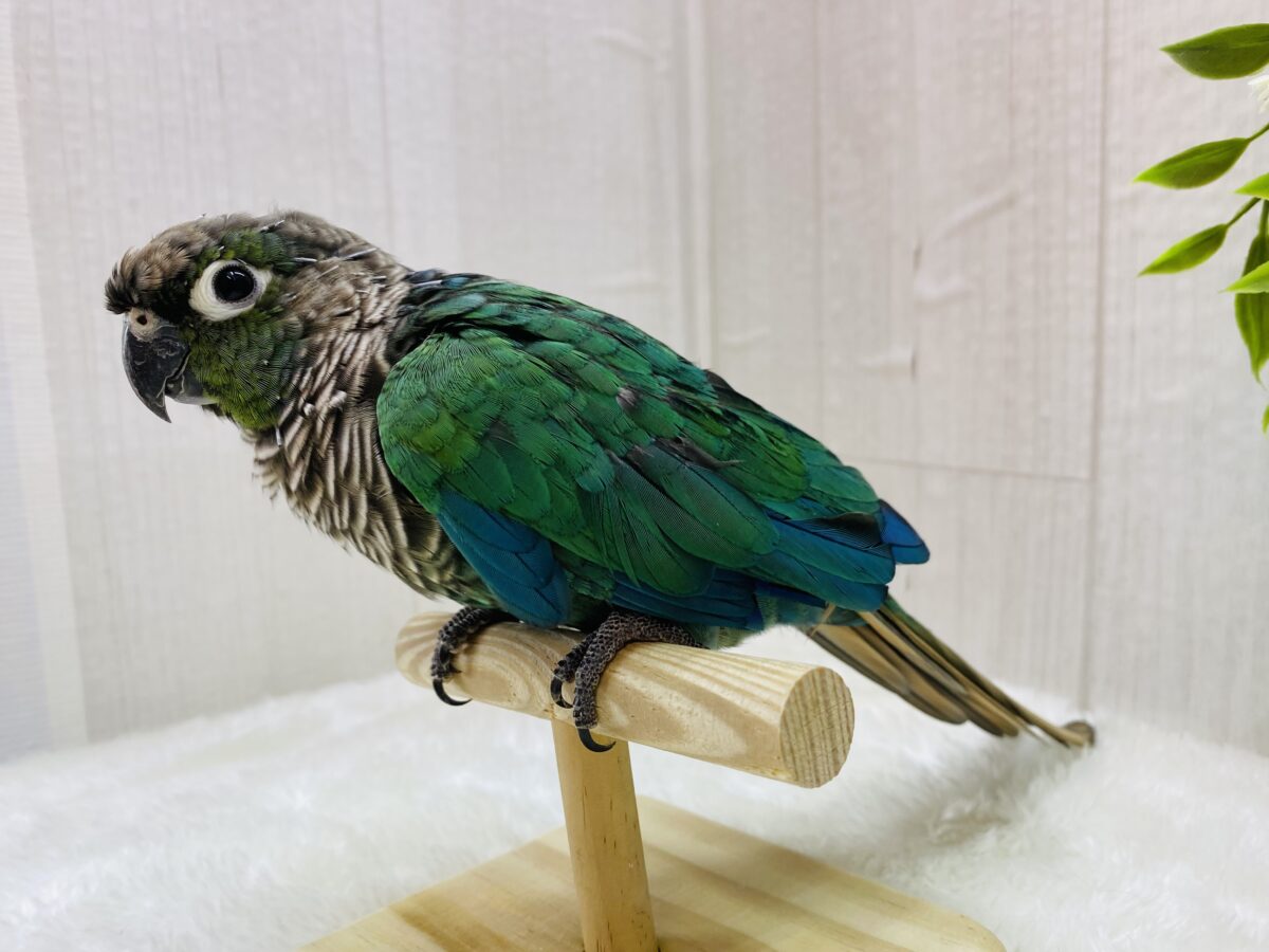 ホオミドリウロコインコ