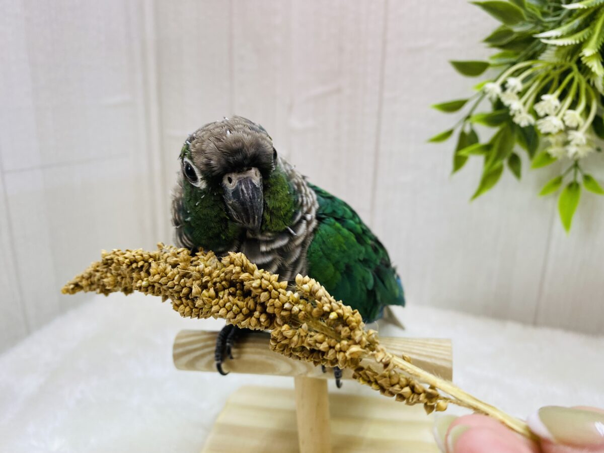 ホオミドリウロコインコ