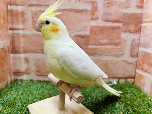 オカメインコ