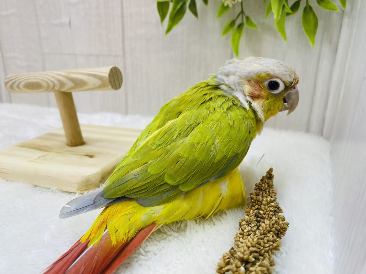 ワキコガネウロコインコ