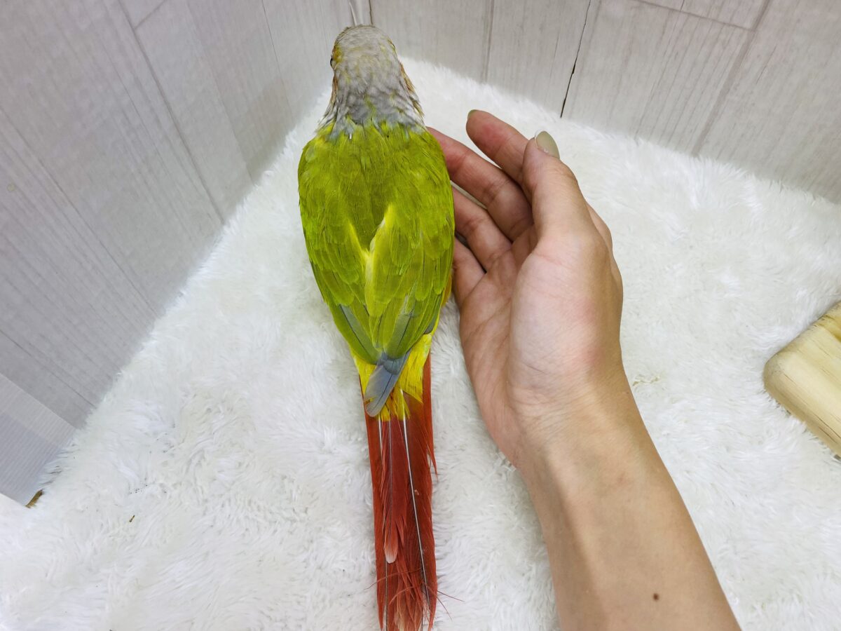 ワキコガネウロコインコ