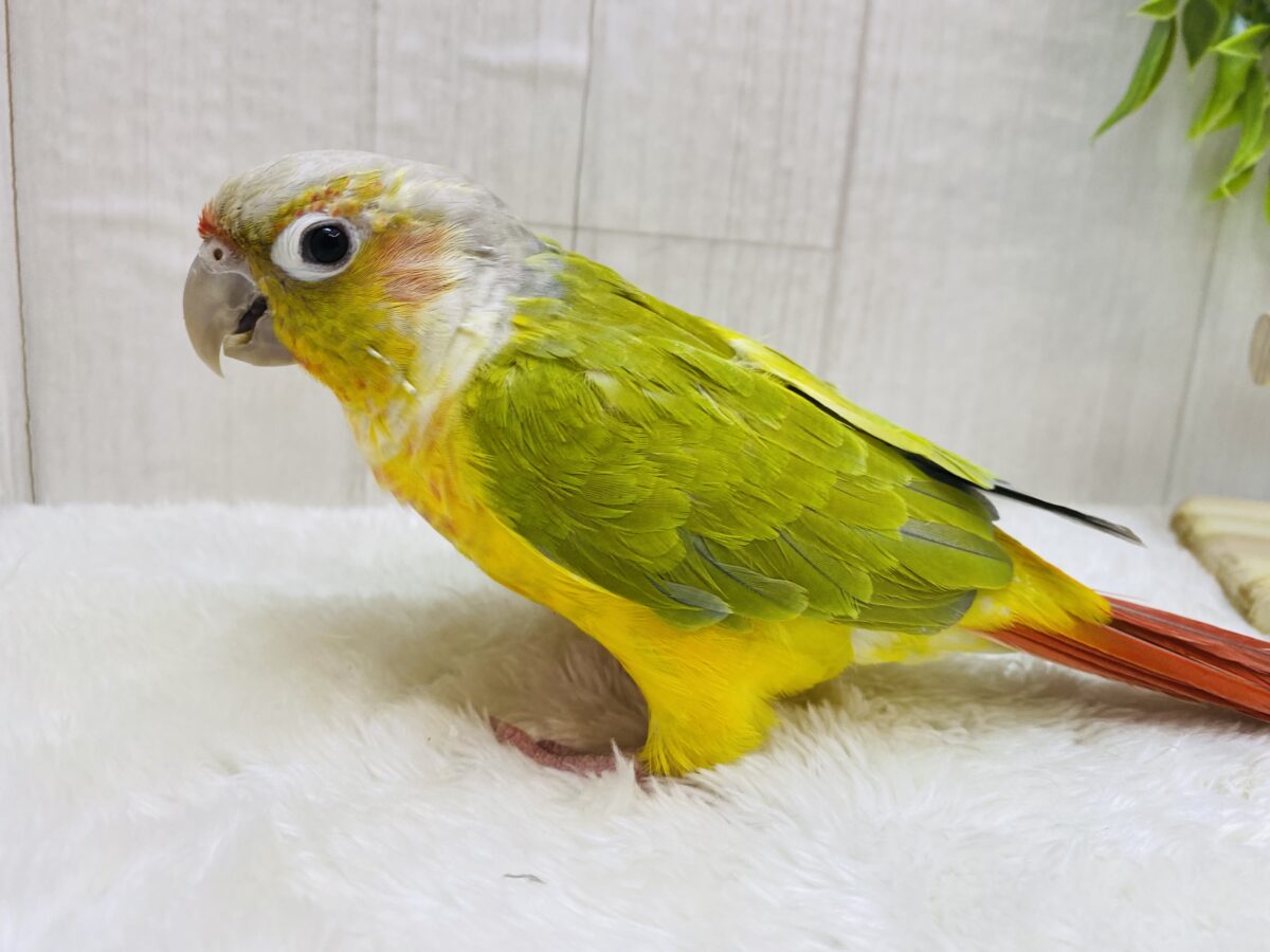 ワキコガネウロコインコ