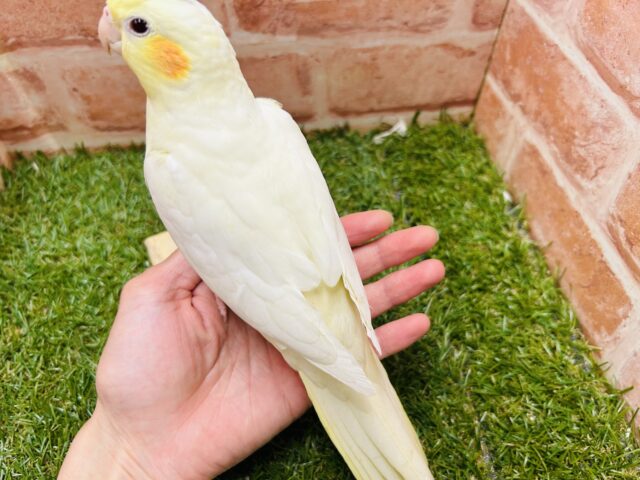 オカメインコ