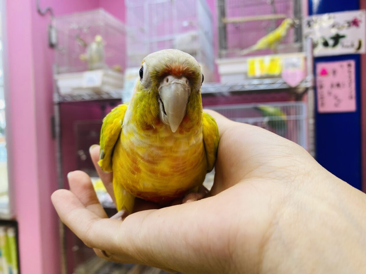 ワキコガネウロコインコ