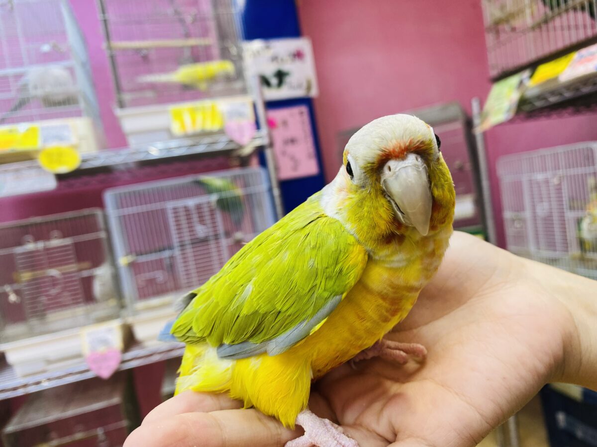 ワキコガネウロコインコ
