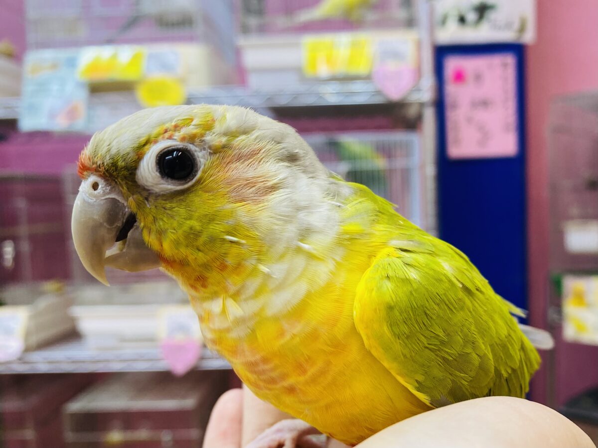 ワキコガネウロコインコ の販売一覧| 千葉県・栃木県・神奈川県・埼玉