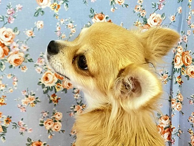 チワワ
