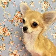 しかのこのこのこ…バンビタイプのチワワくんご紹介♪