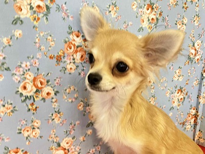 しかのこのこのこ…バンビタイプのチワワくんご紹介♪