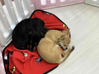 チワワ