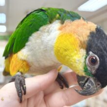 【最新動画】黒い頭が魅力的な元気っ子💕ズグロシロハラインコ（男の子）