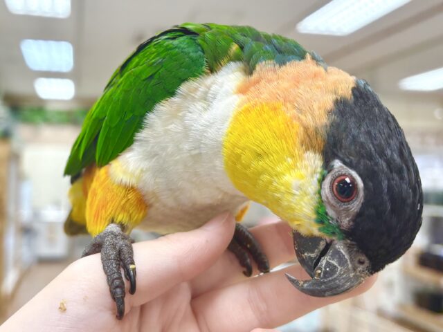 ズグロシロハラインコ