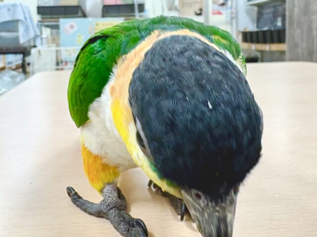 ズグロシロハラインコ