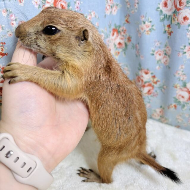 プレーリードッグ