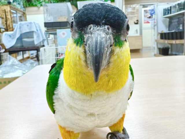 ズグロシロハラインコ