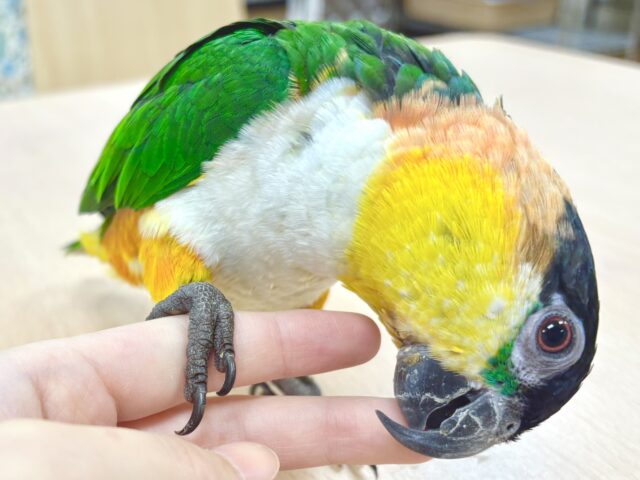ズグロシロハラインコ