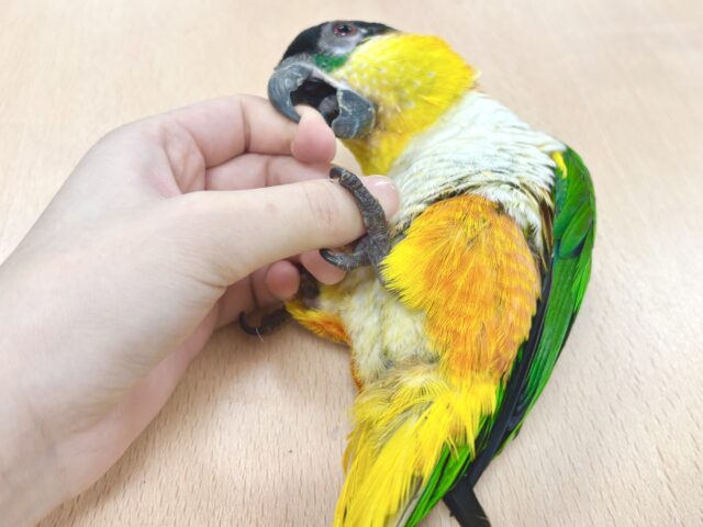 ズグロシロハラインコ