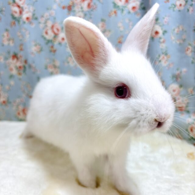 ドワーフラビット