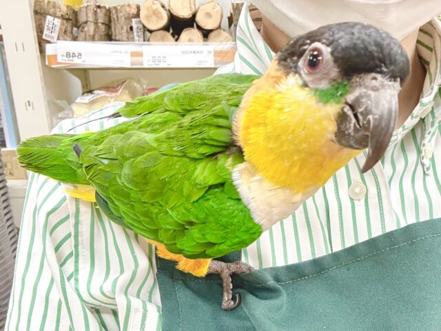ズグロシロハラインコ