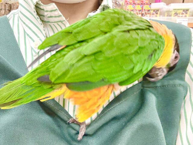 ズグロシロハラインコ