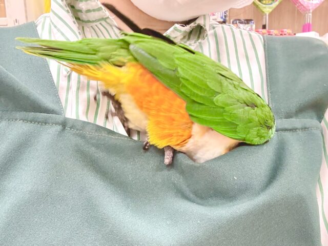 ズグロシロハラインコ
