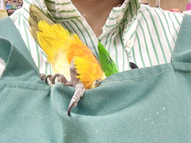 ズグロシロハラインコ