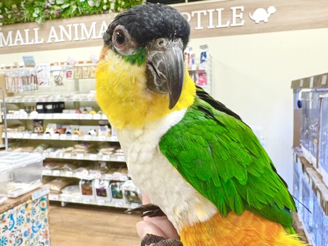 ズグロシロハラインコ