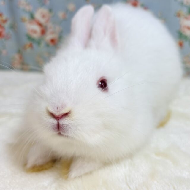 ドワーフラビット