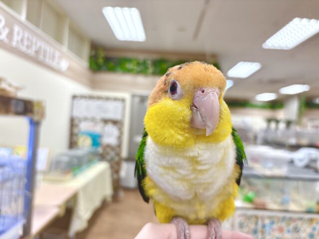 シロハラインコ
