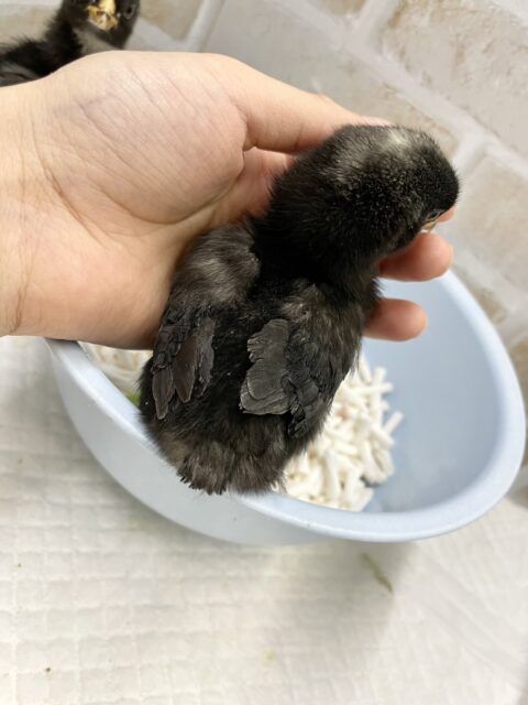 ブリモスロック