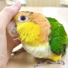 【最新画像🪄】行動が可愛すぎます♡♡シロハラインコ（女の子）