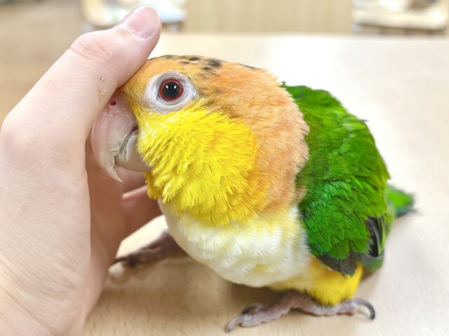 【最新画像🪄】行動が可愛すぎます♡♡シロハラインコ（女の子）