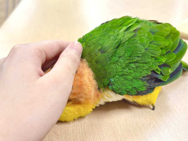 シロハラインコ