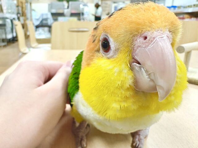 シロハラインコ
