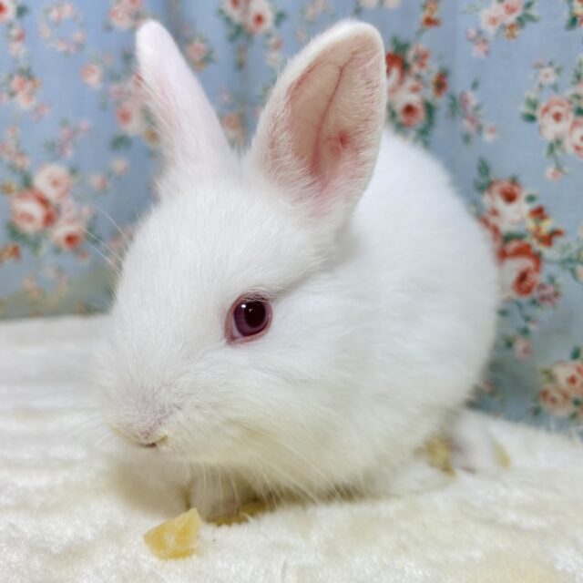 ドワーフラビット