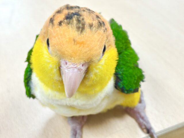 シロハラインコ