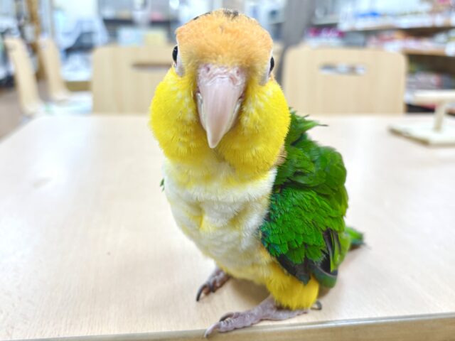 シロハラインコ