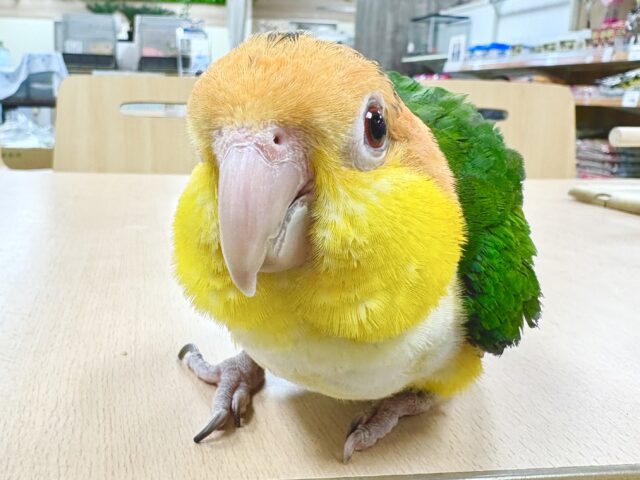 シロハラインコ