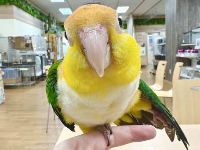 シロハラインコ