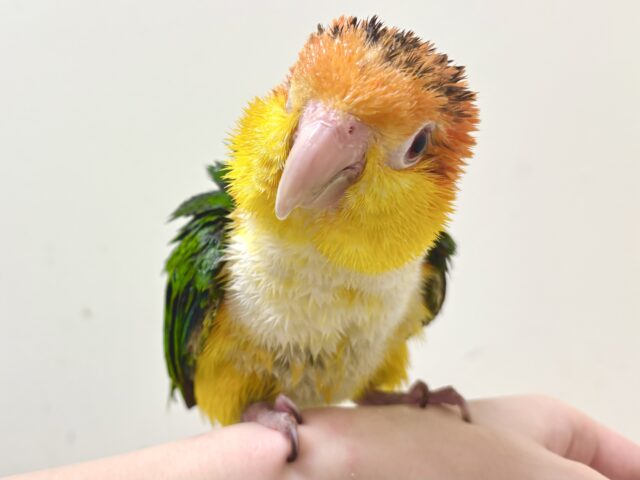 シロハラインコ