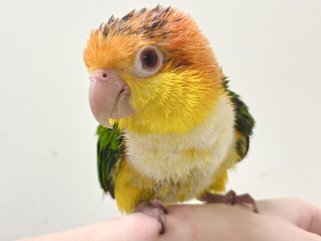シロハラインコ