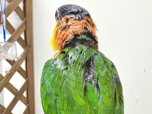 ズグロシロハラインコ
