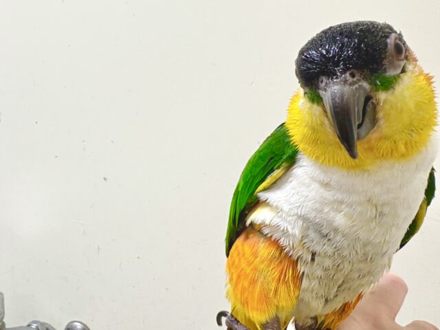 ズグロシロハラインコ