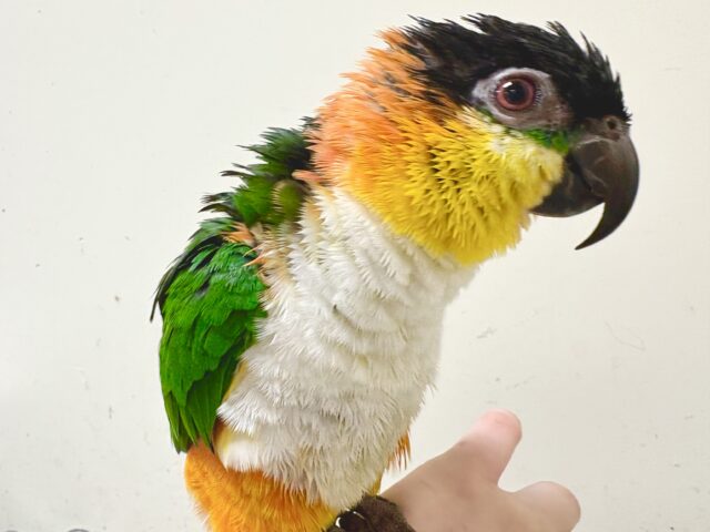 ズグロシロハラインコ